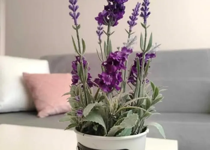 Appartement Dip Pomorie